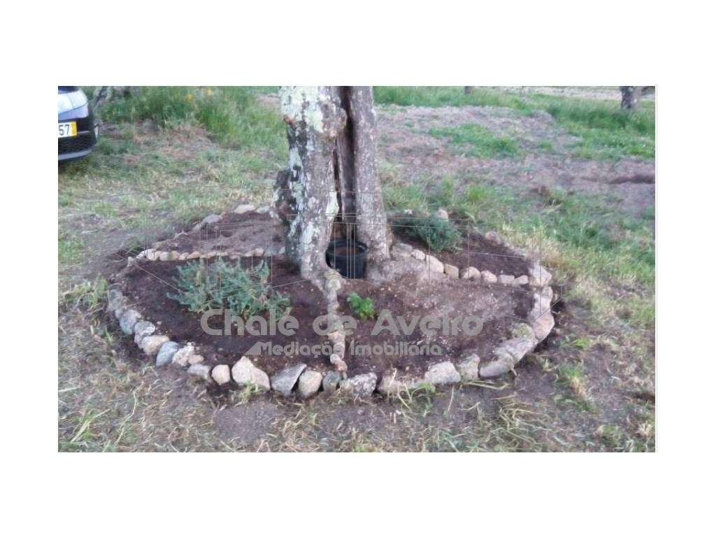 Herdade em Portalegre Com 200 Oliveiras (Nisa) - Grande imagem: 5/15