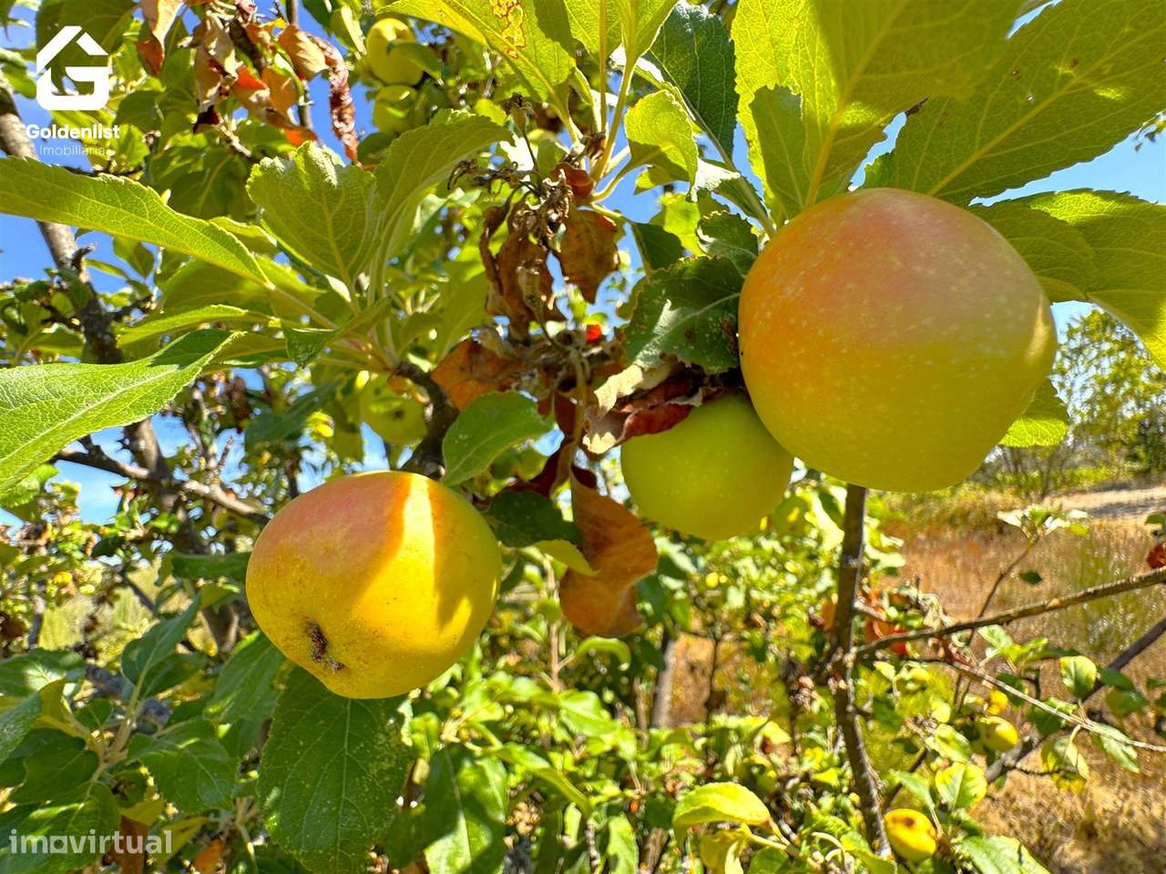 Quinta  Venda em Lardosa,Castelo Branco-46