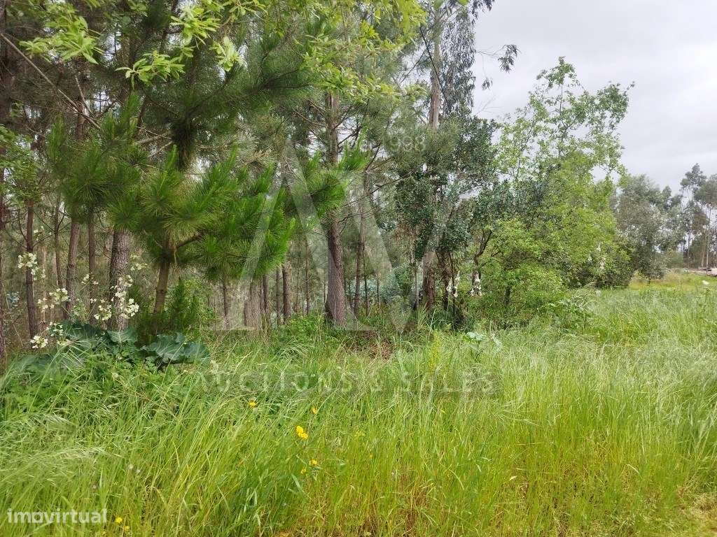 Terreno rústico - POMBAL | LEILÃO ELETRÓNICO| - 20*FEV - Grande imagem: 3/6