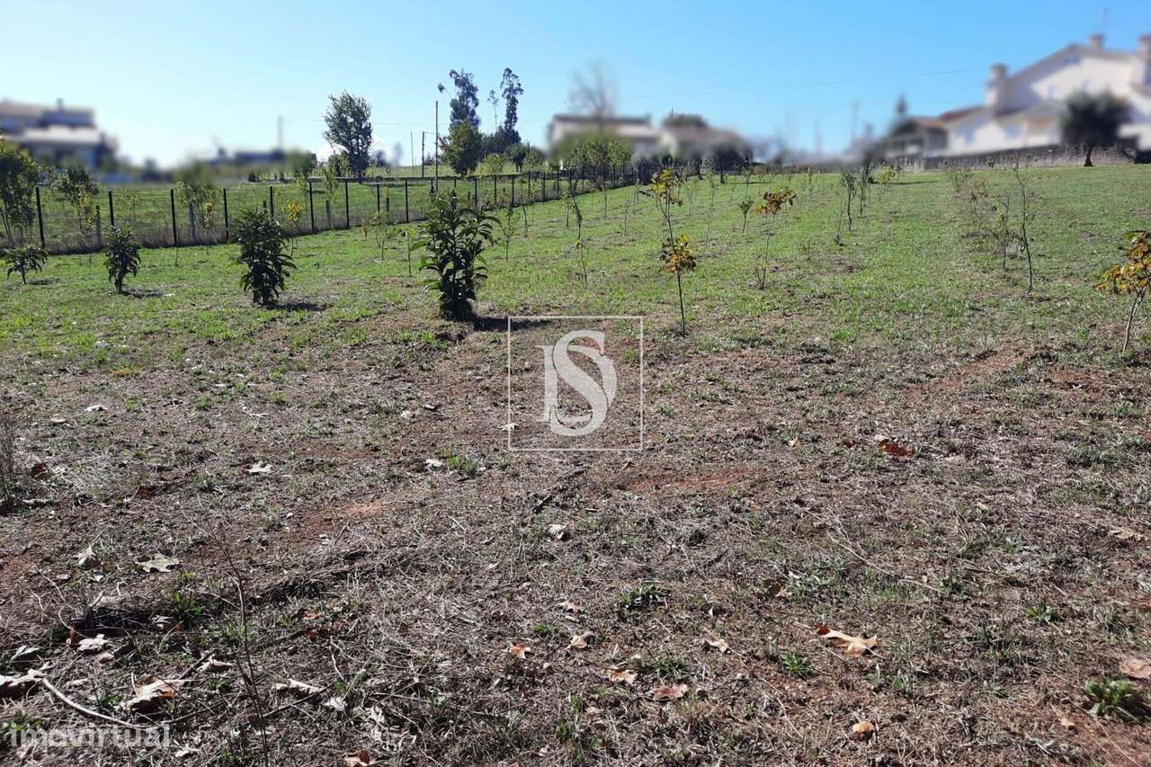 Terreno junto Zona Industrial Mortágua - Grande imagem: 5/5