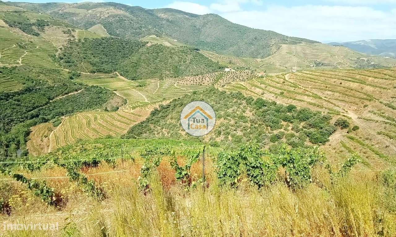 Vinha com 12 Ha, na Região Vinhateira do Alto Douro - Grande imagem: 3/17