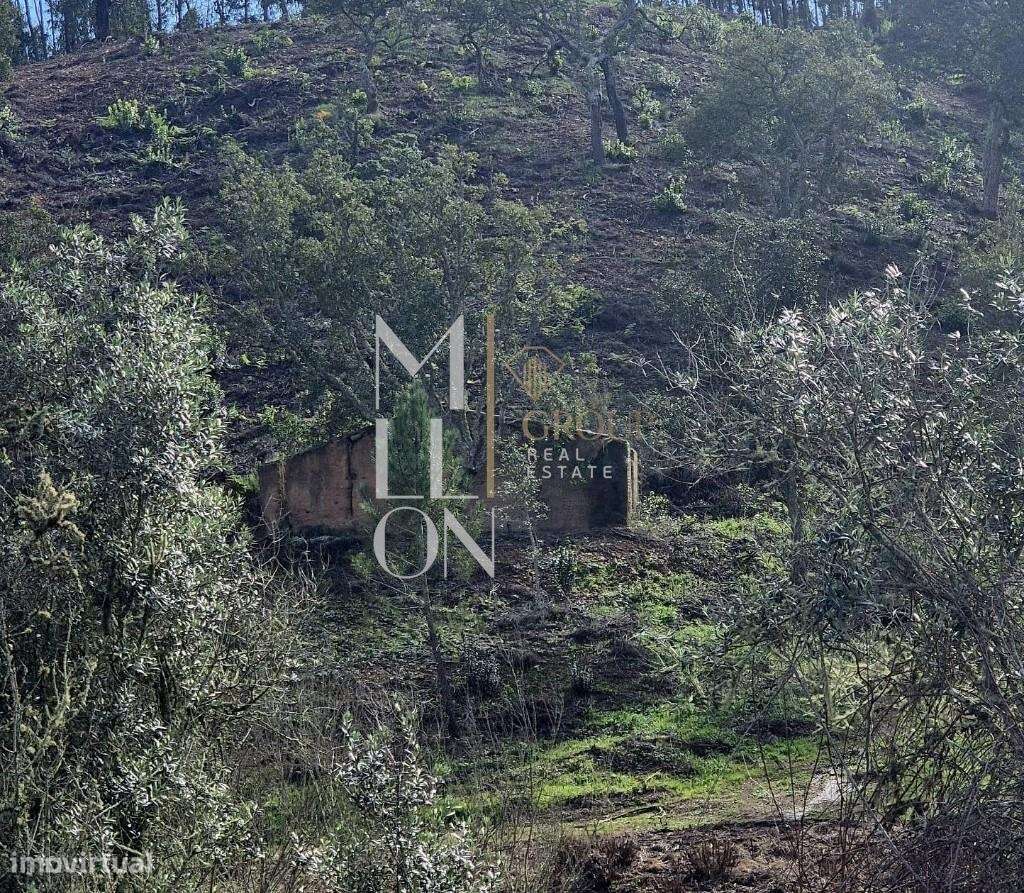 Quintinha em S. Teotónio com ruina para recuperar - Grande imagem: 4/22