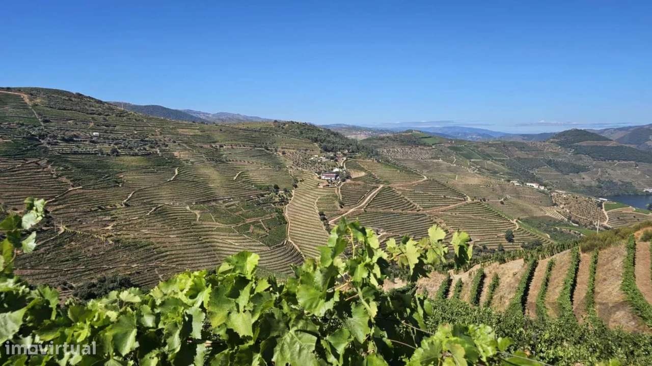 Quinta com 20 Hectares no Douro | Vinha em Produção, Olival e Marca Pr - Grande imagem: 3/20