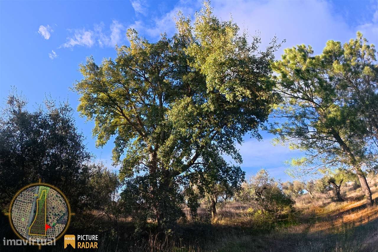 Terreno Plano 6.700m² c/ Vistas Panorâmicas – Salgueiro do Campo-21
