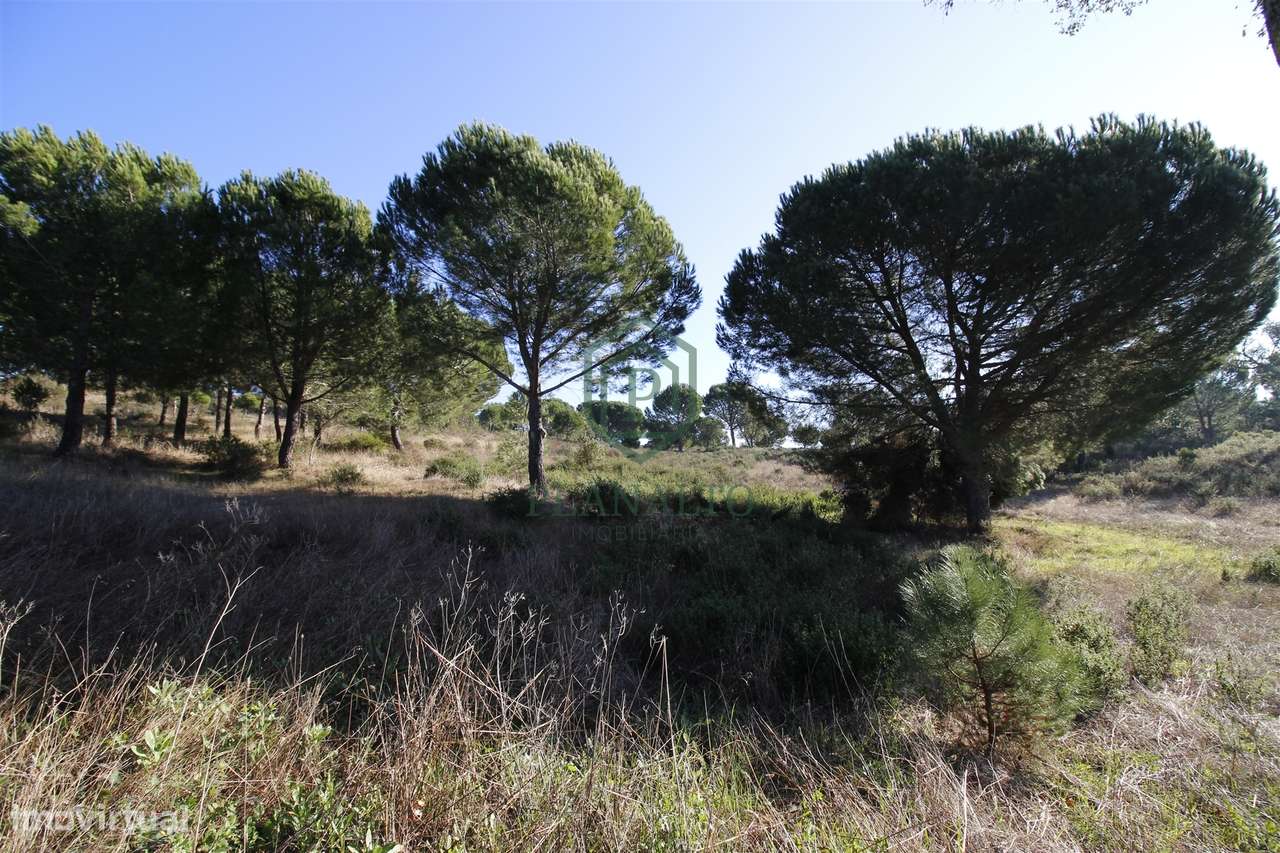 Terreno Rústico  Venda em Mora,Mora-7