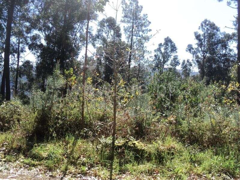 Terreno / Marco de Canaveses, Sande e São Lourenço - Grande imagem: 4/4