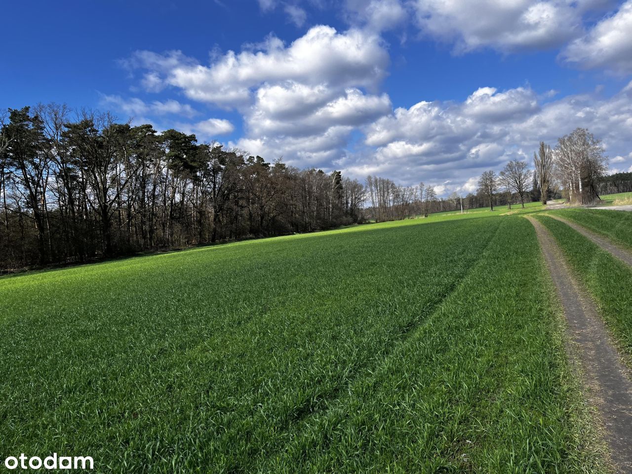 Działka Jaszkowo Śrem 1413 m2 graniczy z lasem