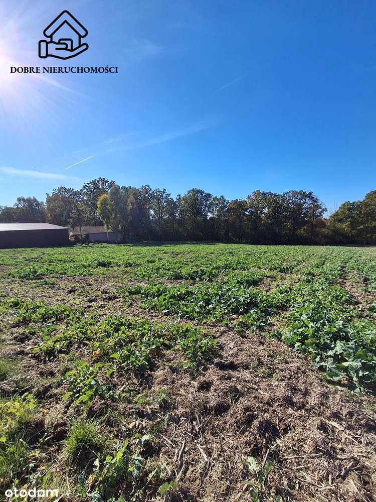 Działka budowlana z lasem i łąką. 8254m2!!! - Pełny obrazek: 5/5