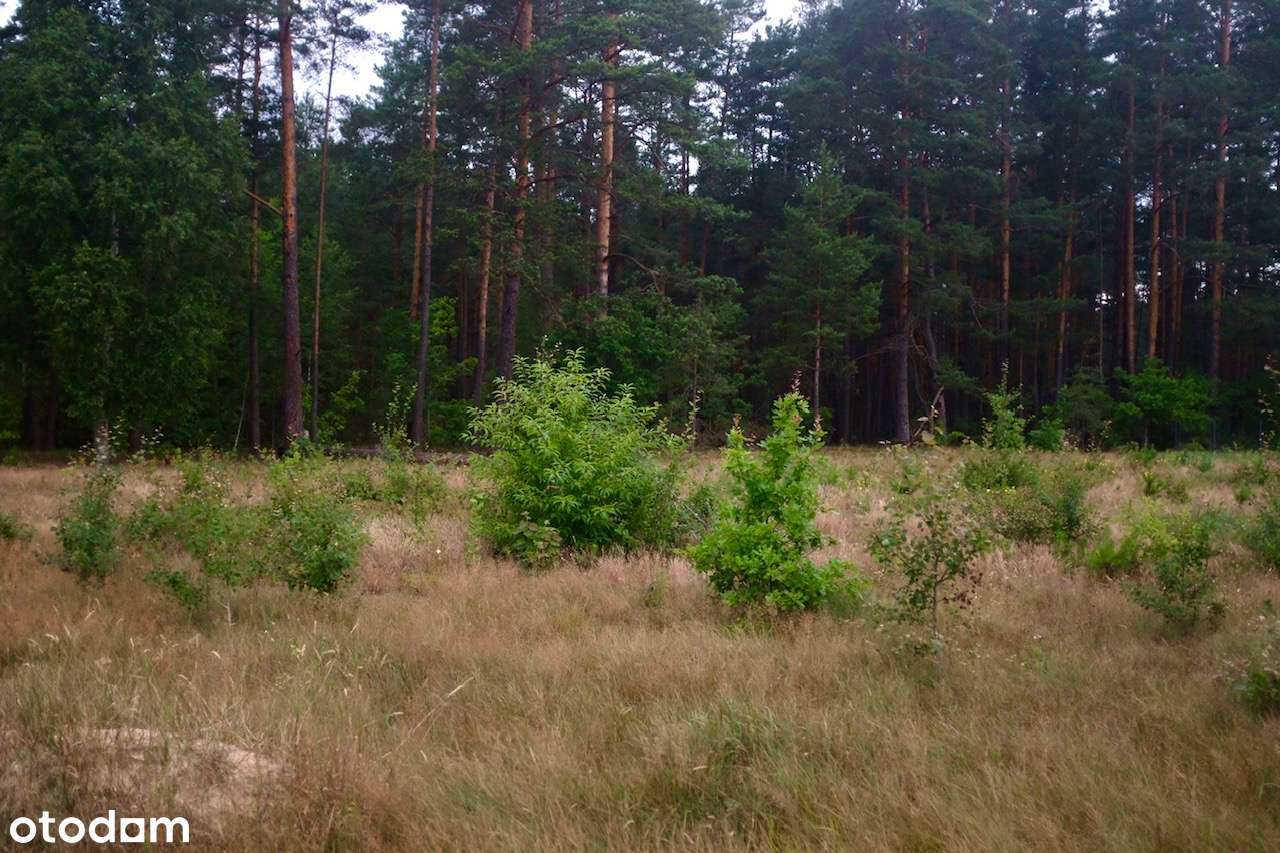 Działka we wsi Piaski z Pozwoleniem na budowę Puszcza Białowieska-9