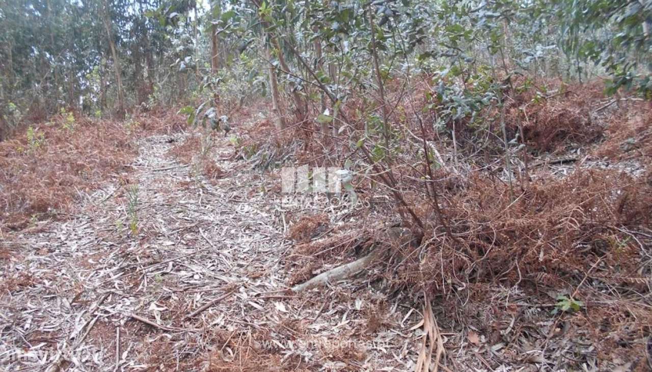 Venda de Terreno florestal, Carreço, Viana do Castelo - Grande imagem: 3/26