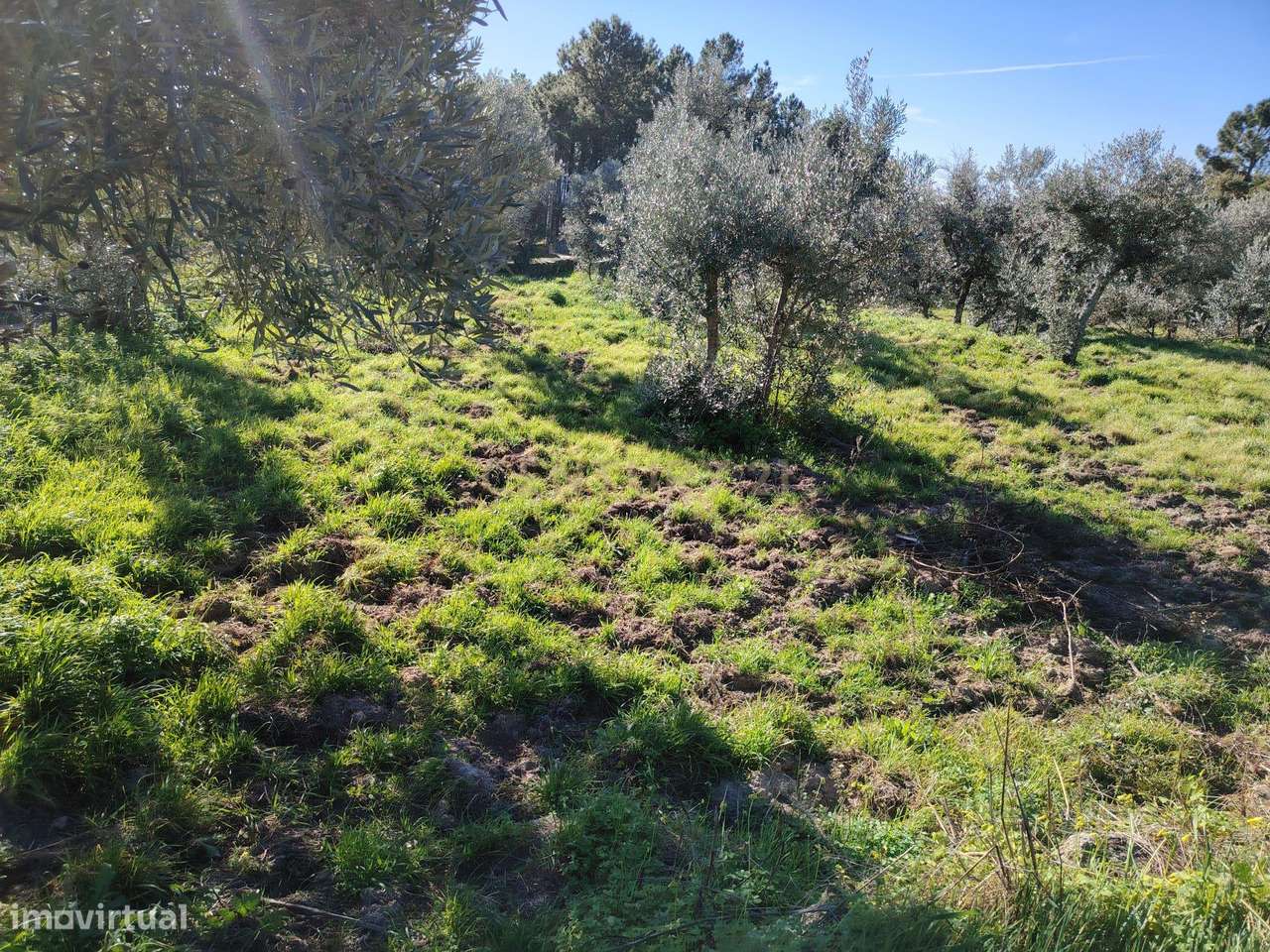 Terreno rústico, Louriçal do Campo, Castelo Branco - Grande imagem: 4/9