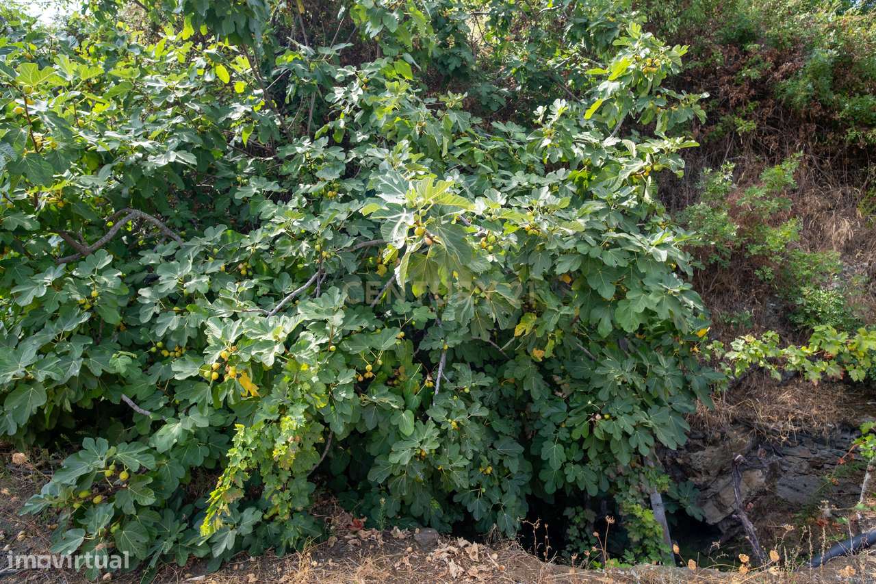 Farm with productive vineyard in the Douro Demarcated Region — São Joã-17