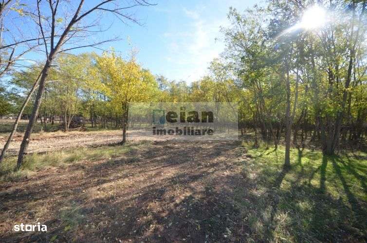 Snagov Ciofliceni Mânastire- Teren 1432 mp, d 60 m, curent gaze asfalt-6