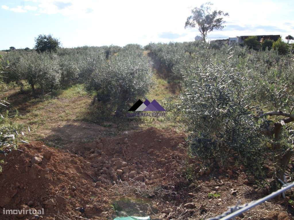 Terrenos Rústicos - 2 Artigos - Grande imagem: 5/27