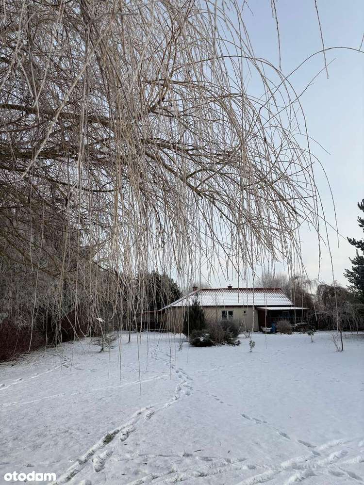 Piękne siedlisko z potencjałem w Dąbrowie 10 km od Poznania-15