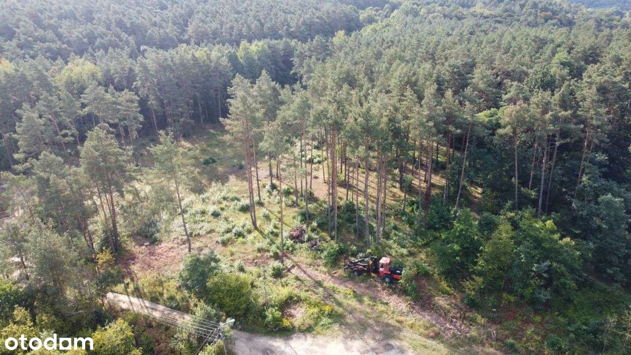Działka w otoczeniu lasu blisko rzeki - Pełny obrazek: 2/6