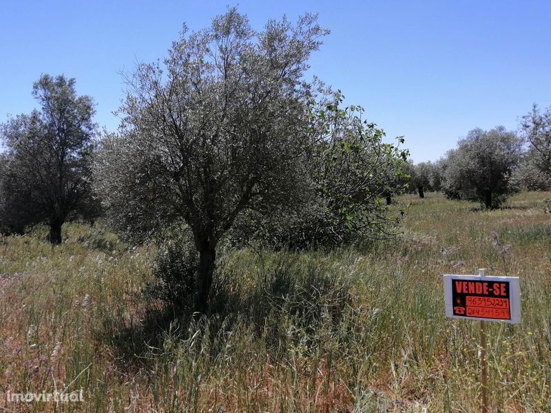 Hectar, zona de monsaraz, barrada.