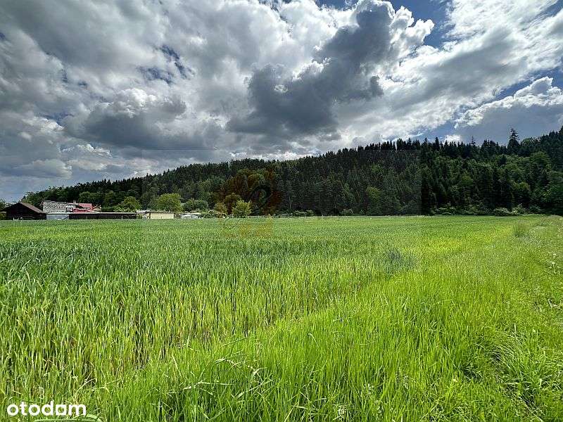 Gołkowice Dolne gmina Stary Sącz, działka mieszkalno-usługowa - Pełny obrazek: 4/5