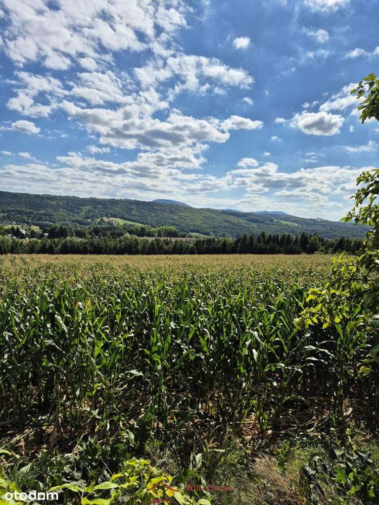 Działka 1,66 ha i zabudowania, Mu(40a) plus rola )-4