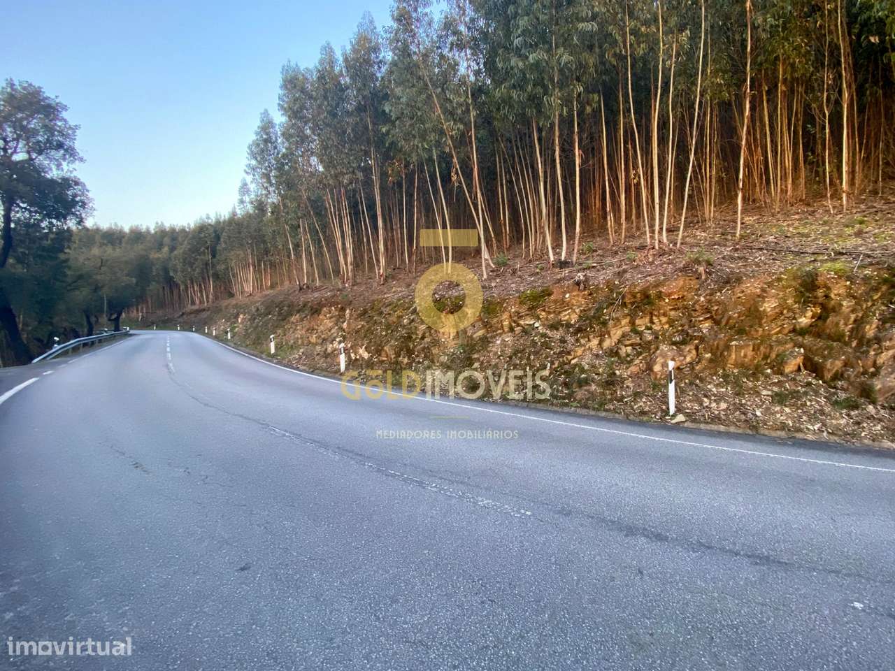 Terreno Florestal - Grande imagem: 3/10