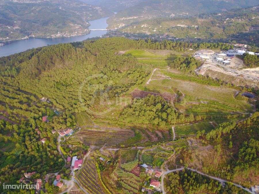 Quinta do Palheiro - Grande imagem: 4/12