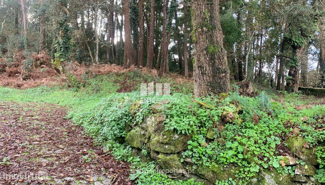 Terreno com vista mar para venda, moledo, Caminha - Grande imagem: 4/10