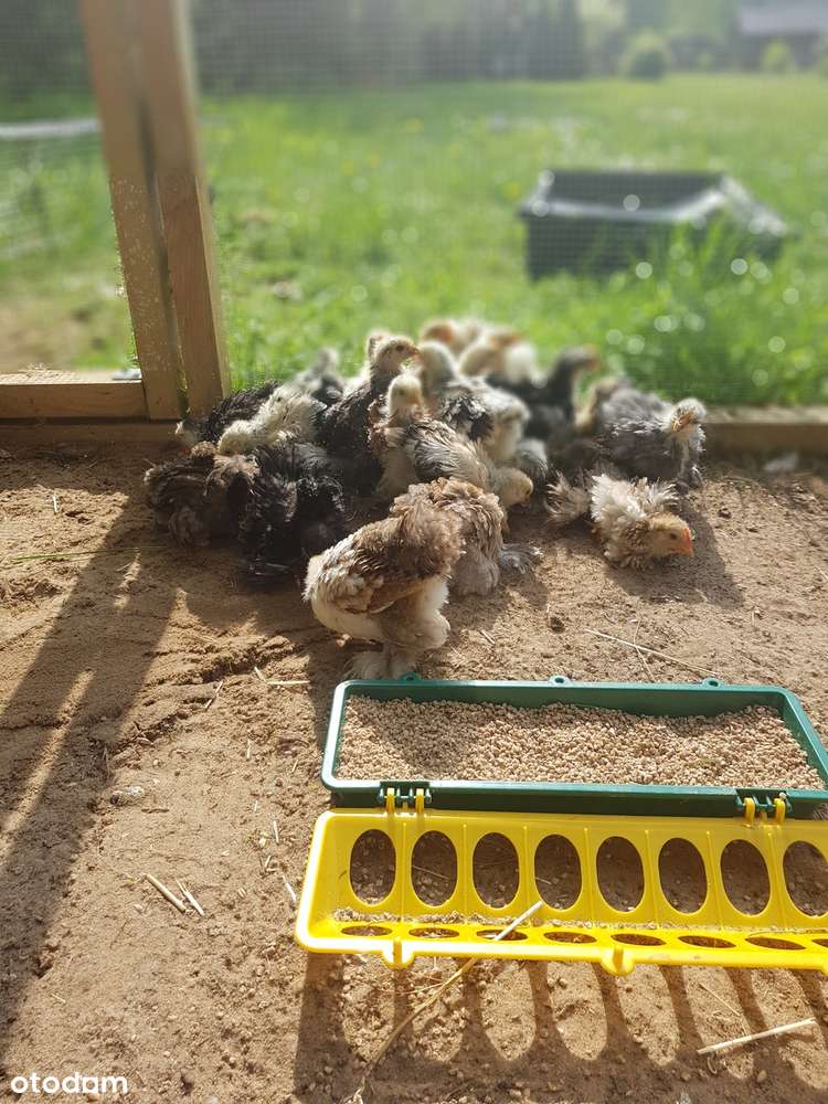 Siedlisko:Dom, 2 domki let, garaże, zabudowania i las-działka 1,547 ha - Pełny obrazek: 4/20