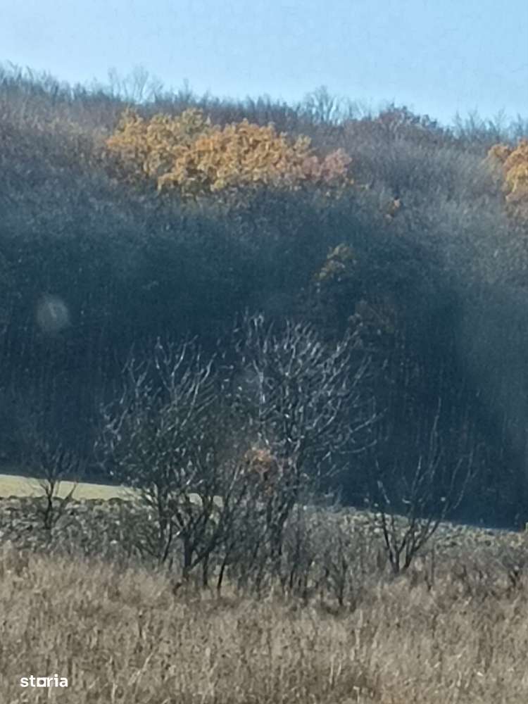 Teren langa Padure Dragomirna 40 Ari ISuceava/Dragomirna I 64.000Euro - Imagine principală: 3/7