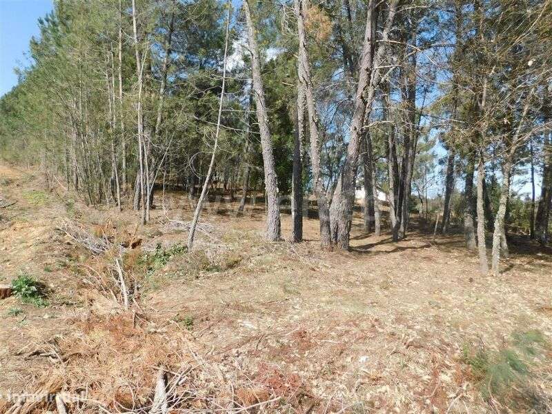 Terreno / Fundão, Souto da Casa - Grande imagem: 3/12