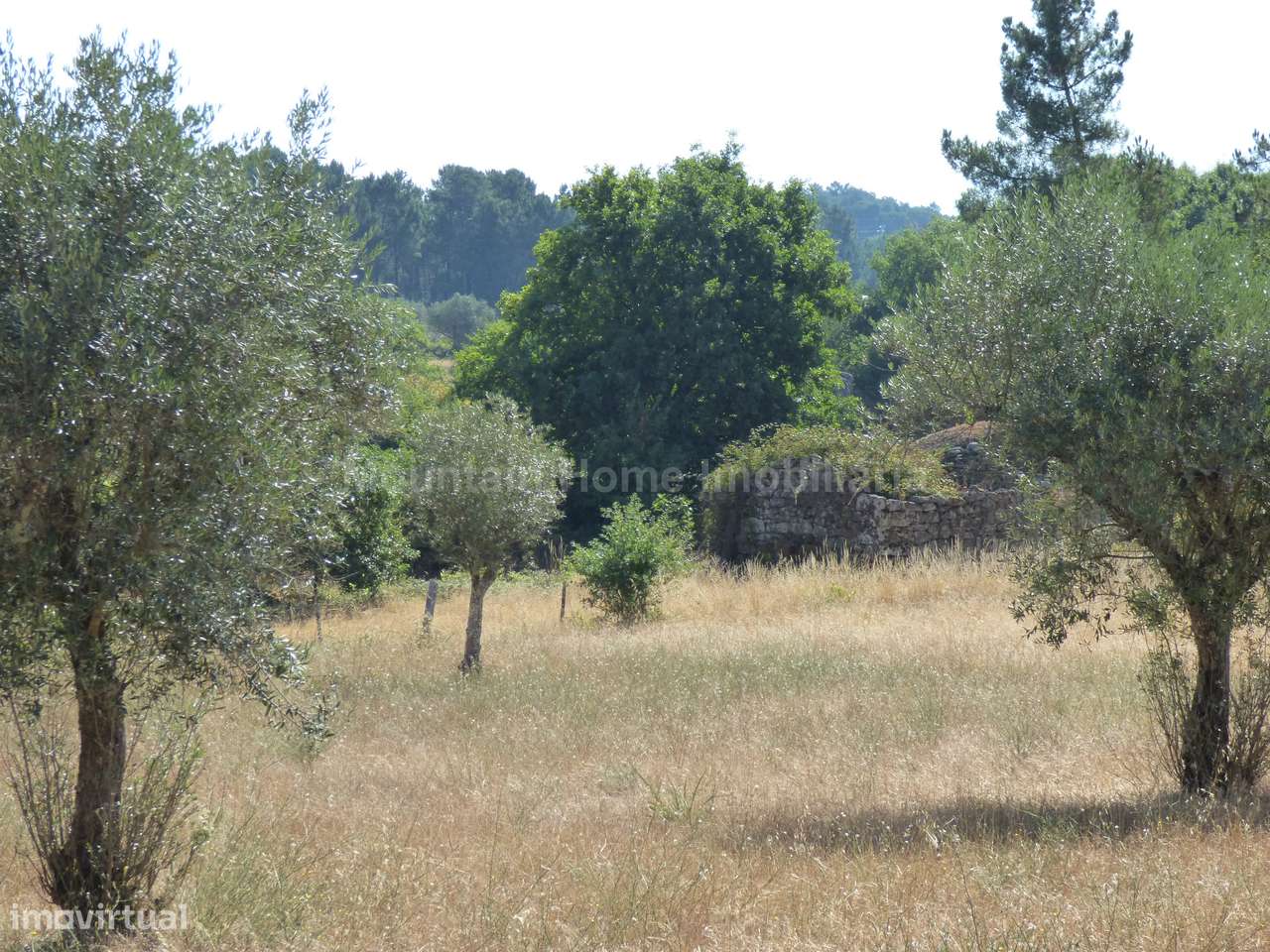 Quinta  Venda em Seixo da Beira,Oliveira do Hospital - Grande imagem: 4/10