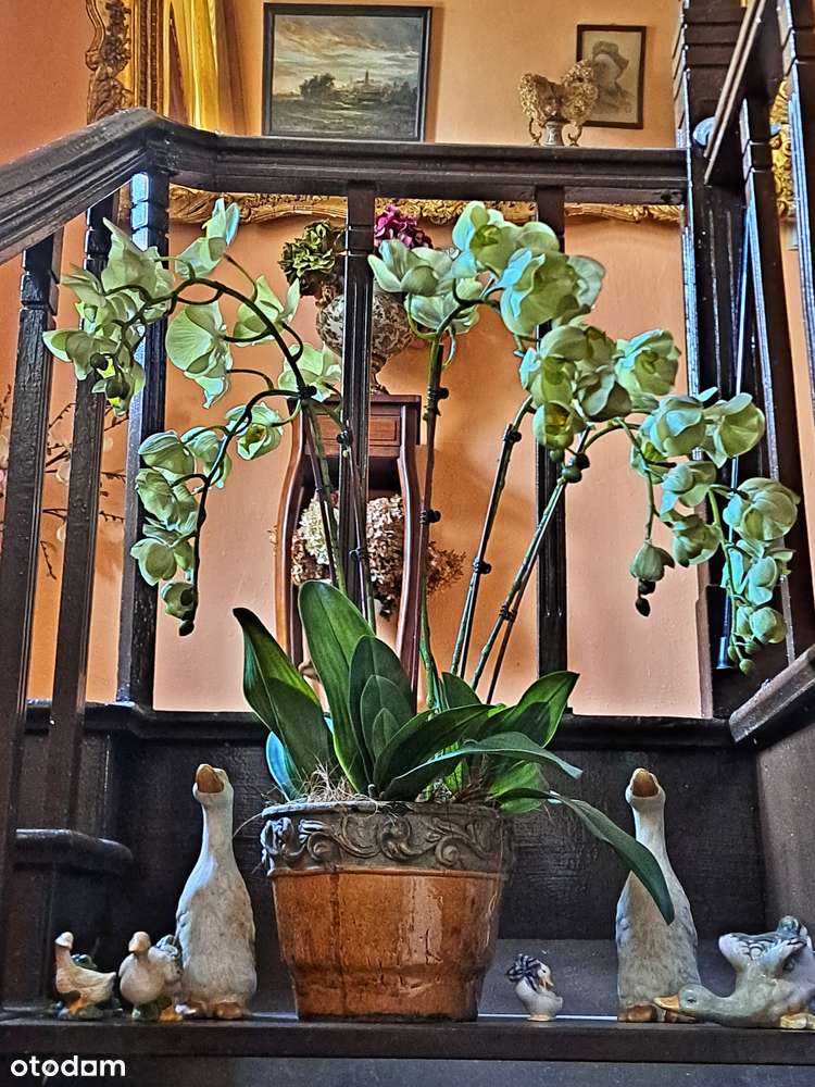 Klimatyczne mieszkanie z ogrodem i garażem w Strzelinie - Pełny obrazek: 5/18