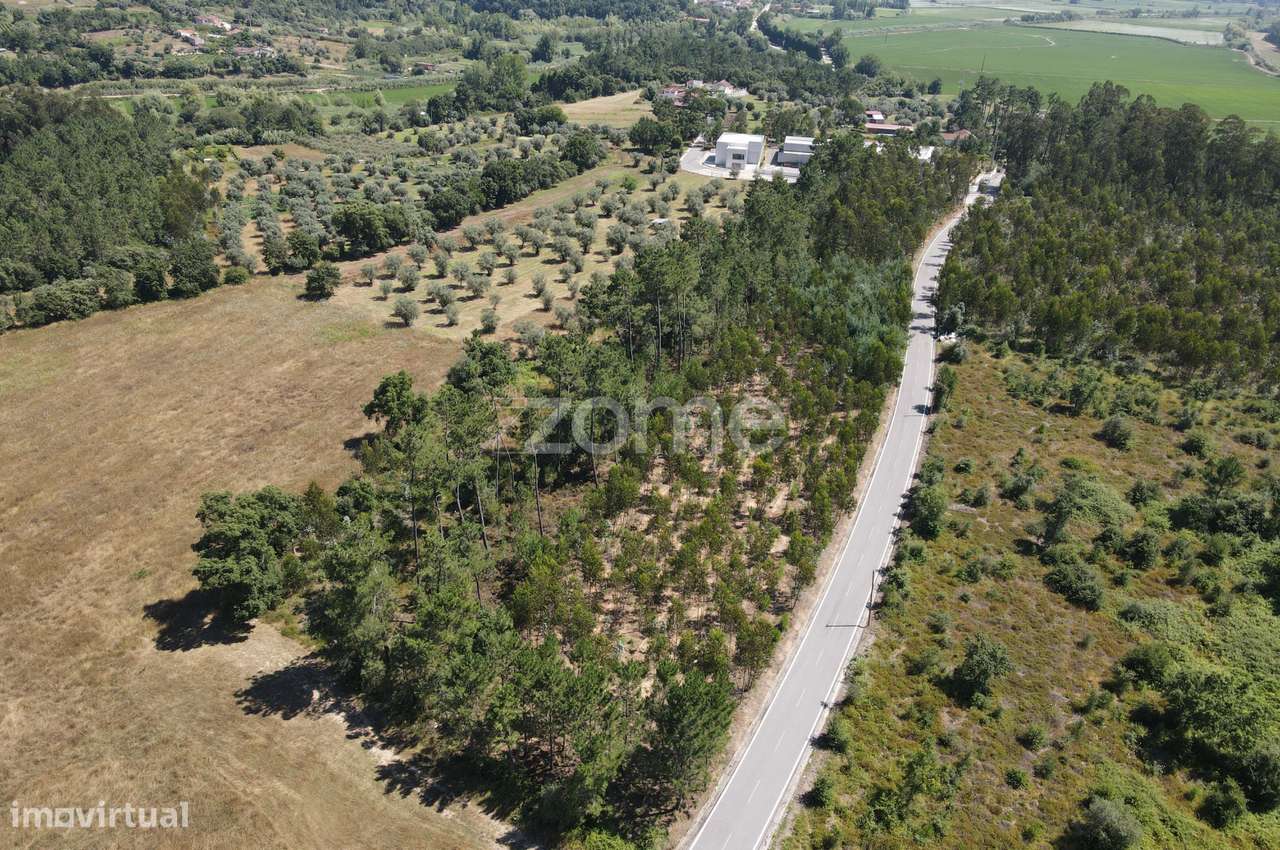 Terreno Rústico São Facundo - Coimbra - Grande imagem: 5/19