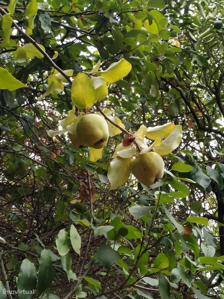 Terreno Urbano em Castelo Viegas - Grande imagem: 3/13
