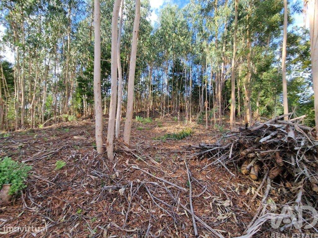 Terreno para construção em Nogueira, Meixedo e Vilar de Murteda de 291 - Grande imagem: 2/29