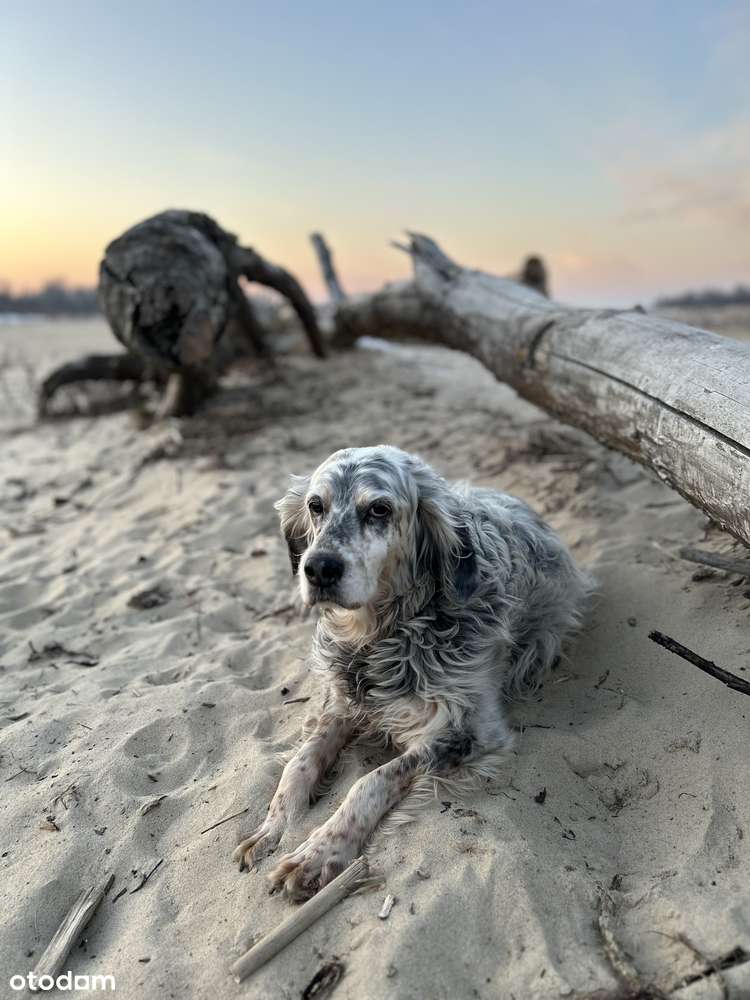 Pięknie położna działka budowlana 1500 m na skraju Zawad - Pełny obrazek: 4/7