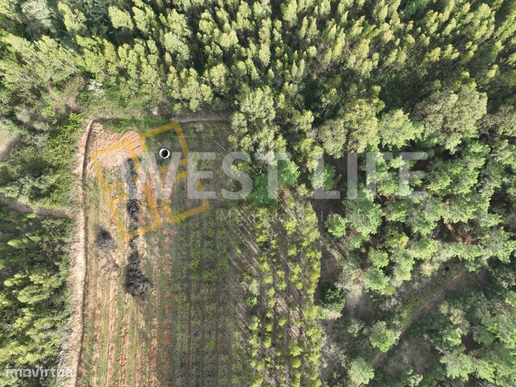 Terreno Agrícola de 8875m2 - Excelente exposição solar - Sobral da ... - Grande imagem: 4/19