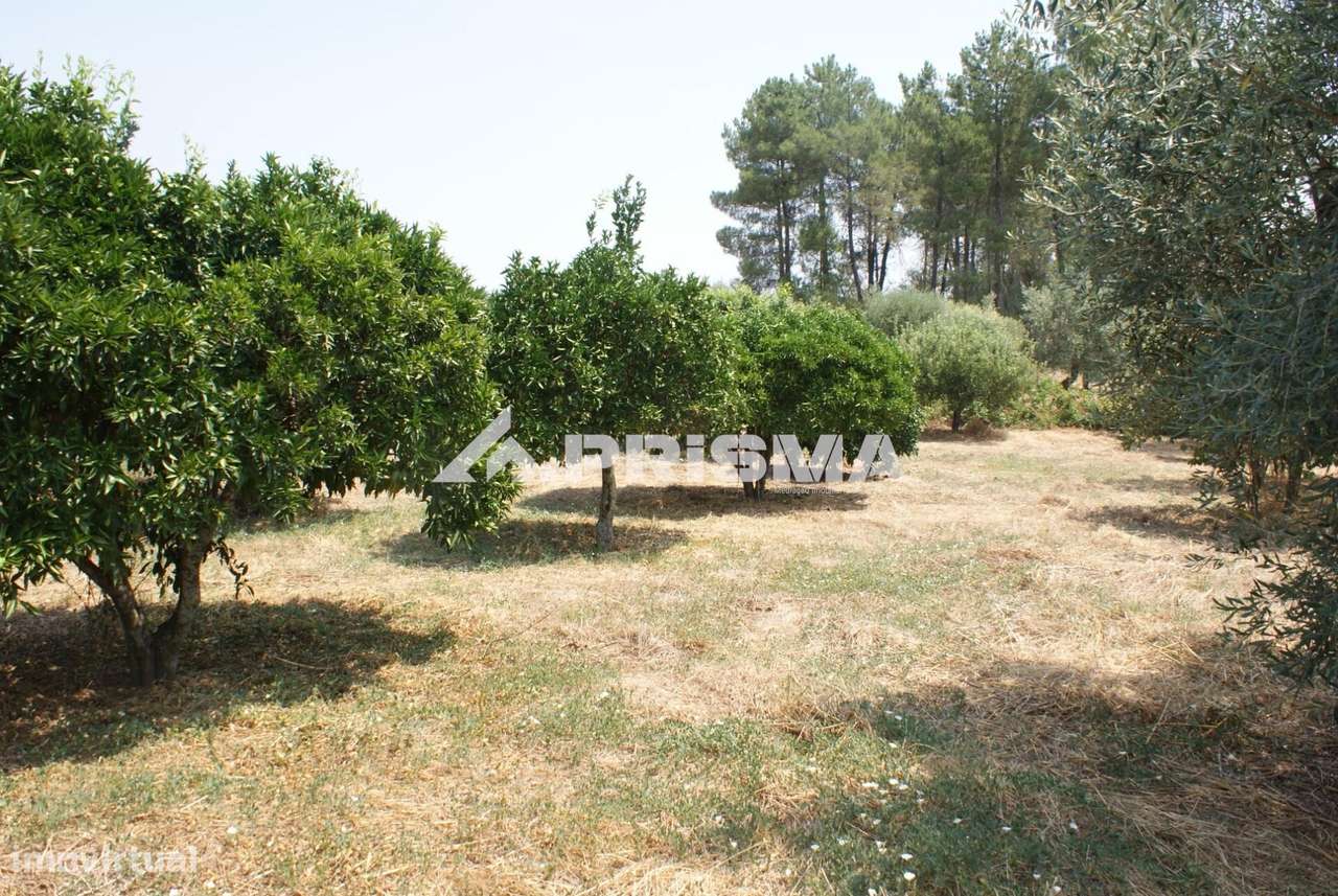 Quinta para Venda em Orca - Fundão-26