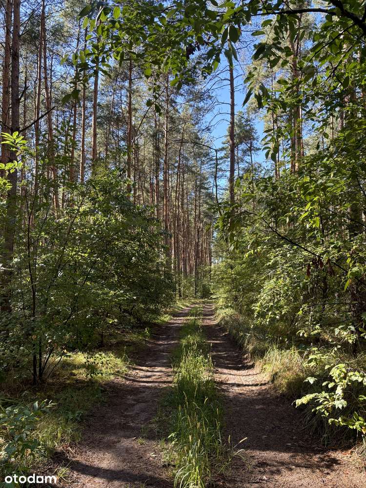 Działka leśna 2,35 ha, Kaszczor, pow. wolsztyński-3
