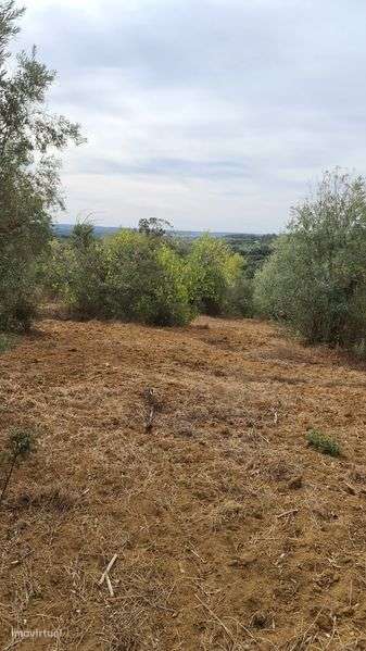 Terreno em valhascos Sardoal - Grande imagem: 4/12