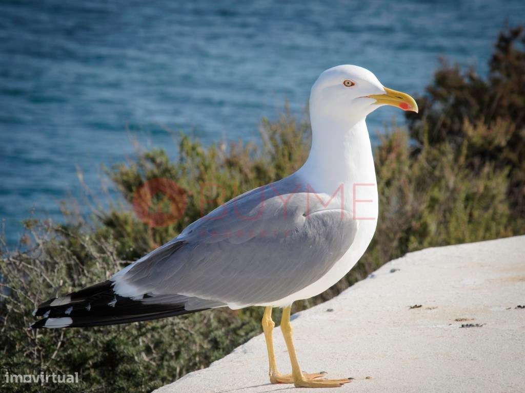 Terreno de Construção Premium em Albufeira, junto à Praia dos Pesca... - Grande imagem: 5/7