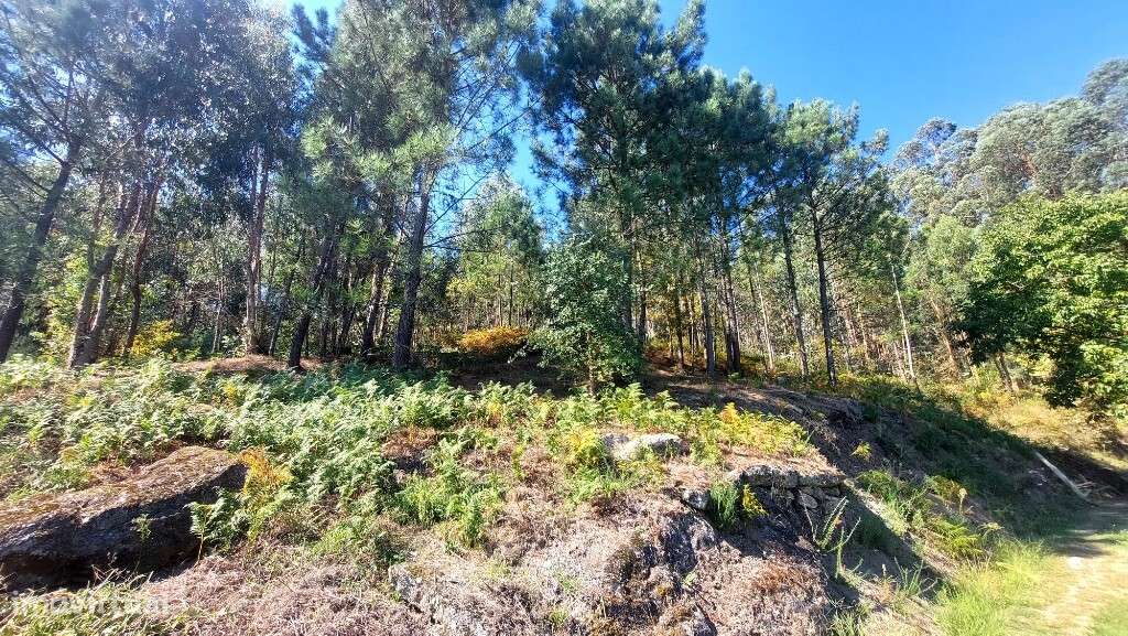 Bouça - Dornelas - Grande imagem: 4/7