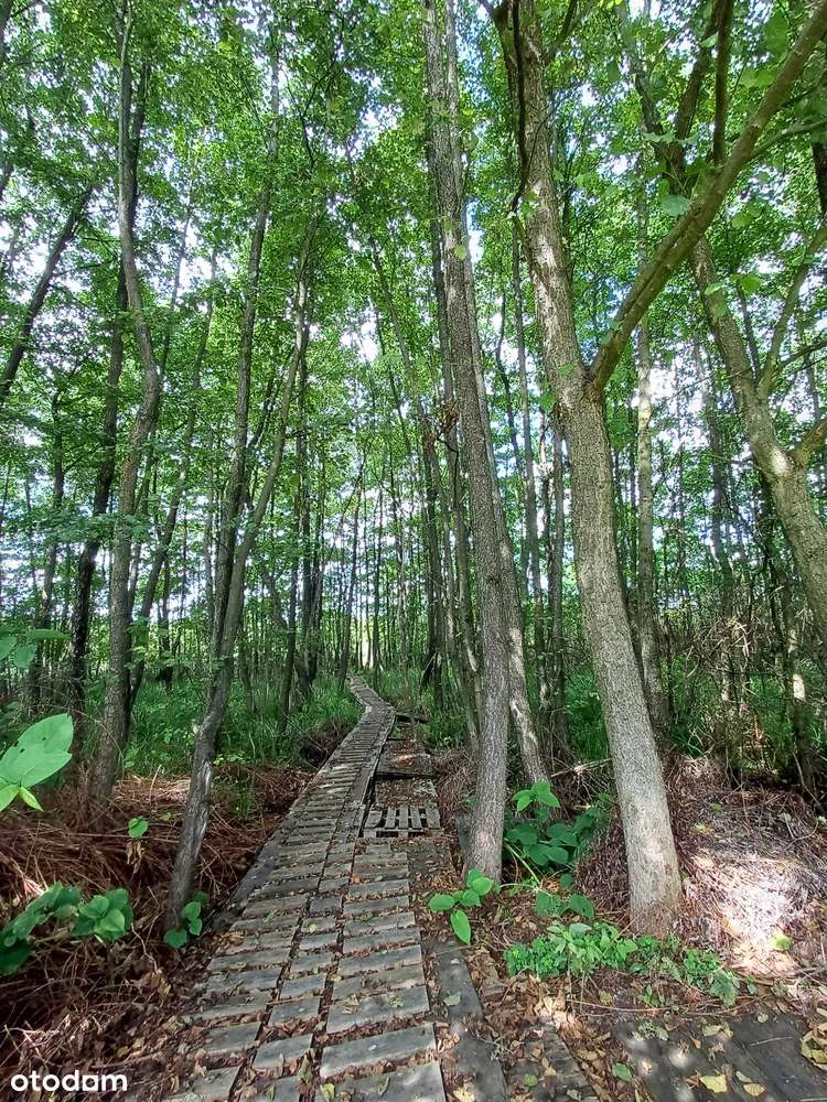 Dwie Działki z Linią Brzegową Jeziora, Stawy, Warunki WZ Dom Stajnia - Pełny obrazek: 4/5