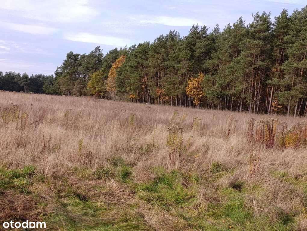 Działka budowlana w Dąbrówce Wyłazy, przy lesie - Pełny obrazek: 5/16