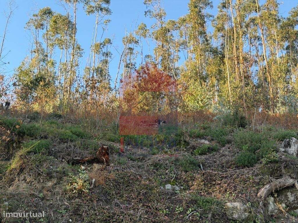 Terreno florestal, Prado São Miguel - Grande imagem: 5/14