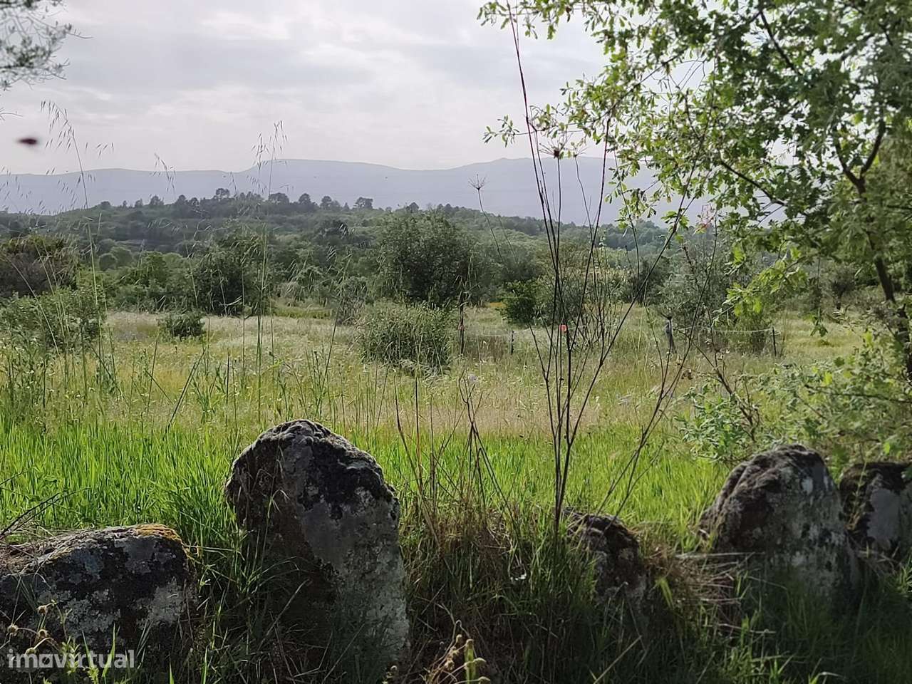 Terreno rustico em castanheira de baixo Peraboa-2