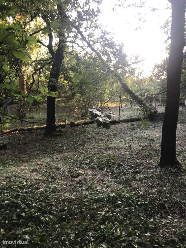 Investimento Premium em Canelas: Terreno de 10.779 m² - Grande imagem: 4/10