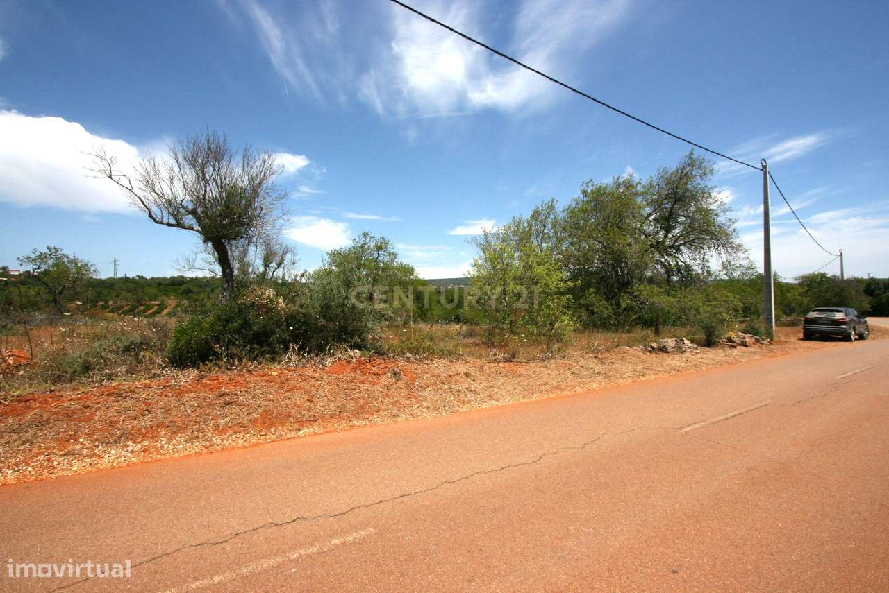 Terreno rustico com 50 Alfarrobeiras e muito bom acesso, S.B. Messines - Grande imagem: 2/13