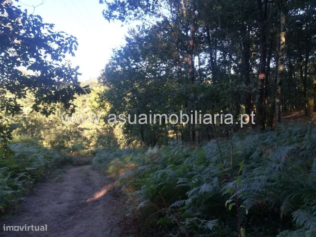 Terreno Agrícola e Bouça - Torre - Grande imagem: 4/7