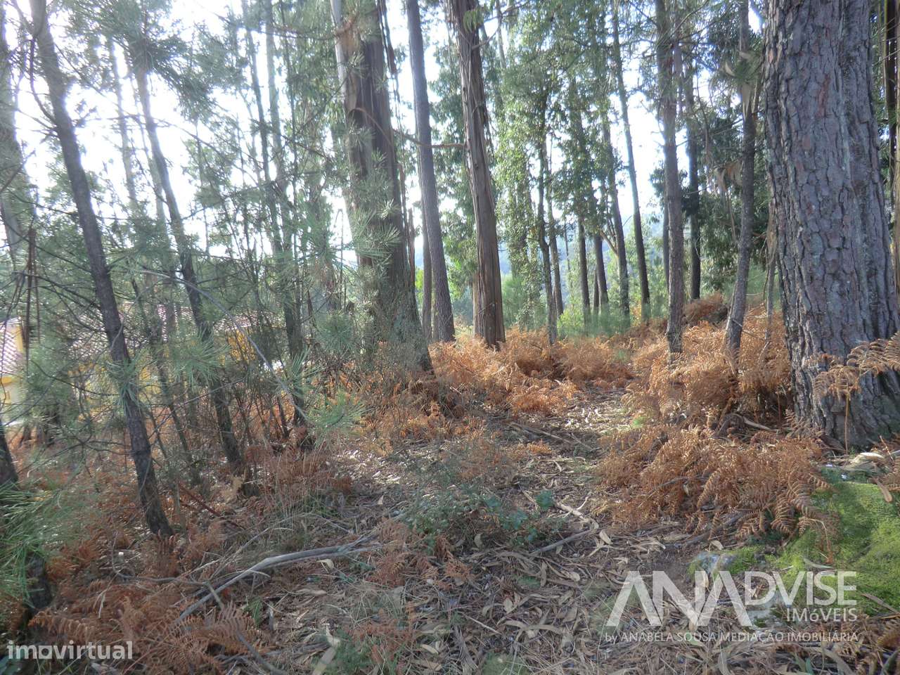 Lote de terreno para vender em Cavernães/ Viseu - Grande imagem: 5/6