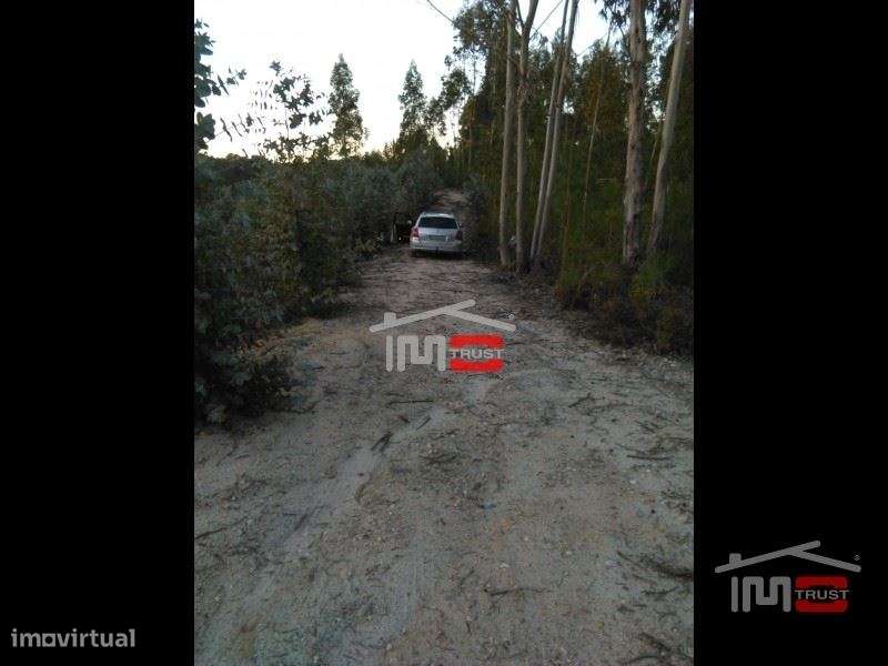 TERRENO c/ PINHAL e eucaliptos - Grande imagem: 1/2